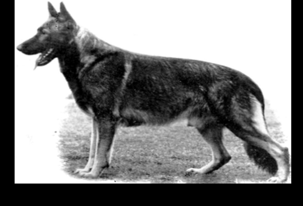 A dark sable dog that to me looked beautiful. Emir vom Kirschental ; I saw him at the 1955 American National and was most impressed the way he moved. Most breeders missed him.