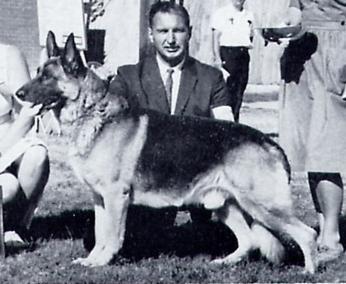 233 German Shepherd Dog History - Garrett Troll son Ch Fels of Arbywood. There were six Champions in this litter Ch Ulk von Wikingerblut SchH III imported son of Troll,also with Amor behind.