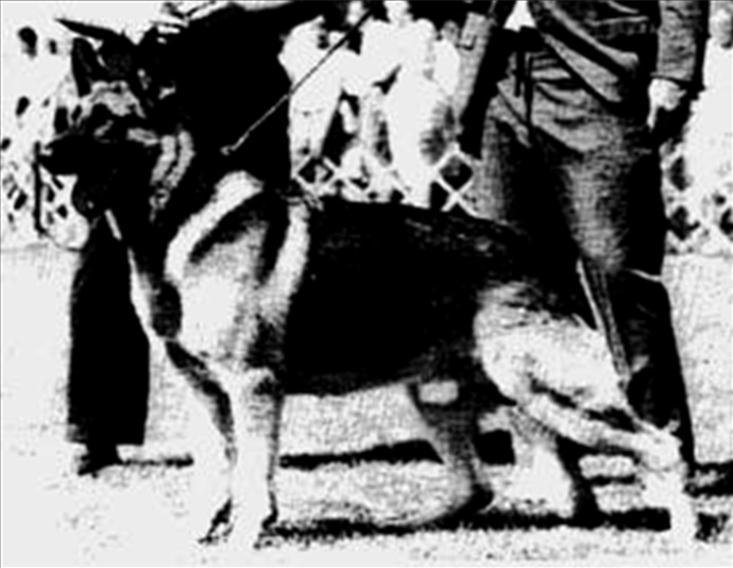234 German Shepherd Dog History - Garrett Woodward liked the dog. She solidified her line with her G litter that went on to make further impressions on the breed.