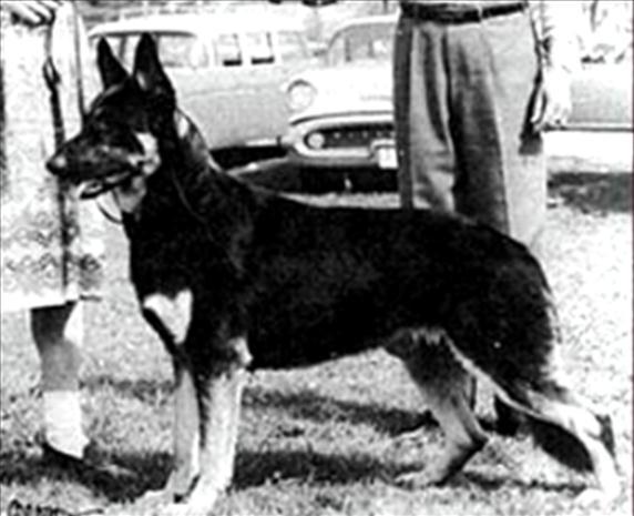 236 German Shepherd Dog History - Garrett I wonder how many breeders realized what a wonderful combination of quality animals were in this pedigree.
