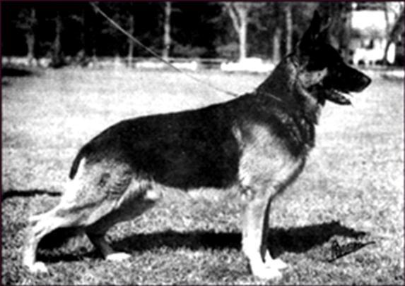 237 German Shepherd Dog History - Garrett But something was happening on the East coast. Ernst Loeb imported Bernd von Kallengarten; by some viewpoints a big sloppy dog.