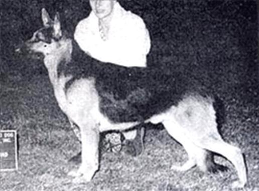 239 German Shepherd Dog History - Garrett They even successfully doubled on Bernd.