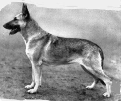 24 German Shepherd Dog History - Garrett The lines stemming from Tell were often bred closely together but were eventually matched with the other line coming down through Graf Eberhard von Hohen Esp.