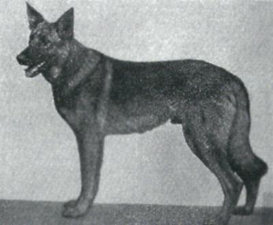 Even so, the direction of the breed was only affected partially by these dogs. Von Stephanitz was probably the force holding them back.