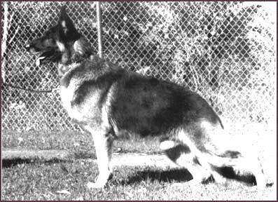 242 German Shepherd Dog History - Garrett This is just a super balancing, a wonderful collection of quality.