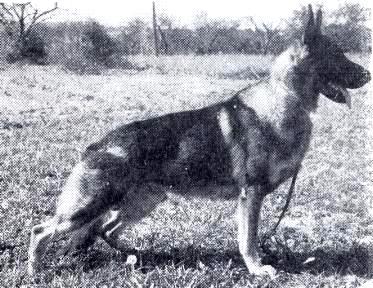 243 German Shepherd Dog History - Garrett 21 MORE CONNECTING THE PIECES There are so many breeders in the United States and Canada that put their efforts into what the breed became that it is
