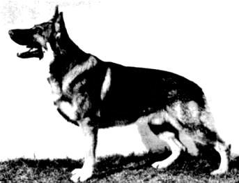 244 German Shepherd Dog History - Garrett in good German blood. Rocket was a most impressive dog that was eventually purchased by Harry Watson. Although very correct he was not an outstanding mover.