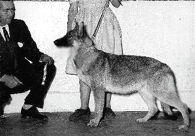 246 German Shepherd Dog History - Garrett Unfortunately Friederich hardly got used because his owner would not x ray him.