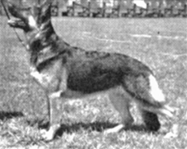 249 German Shepherd Dog History - Garrett fewer. But it was probably these Lance sons that were more responsible than anything for changing the image of the breed.