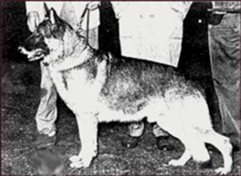 Canada. There was no doubt the breed in America was benefiting tremendously from the good gray dogs. The grays could only go so far in Germany but in America they could win it all.