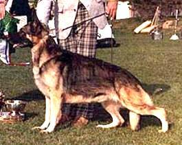 252 German Shepherd Dog History - Garrett Ch Korry of Waldesruh My memory of the young Cito is of a big deep-bodied dog, a great mover but suspect in temperament.