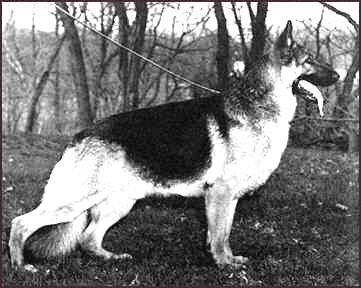 254 German Shepherd Dog History - Garrett But here is the pedigree of GV Ch Scorpio of Shiloh Gardens.