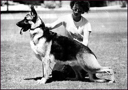 dog that came to the U.S. and produced well, Treu goes back to Lido von Friedlichenheim and Munko von Hohen Fichte.