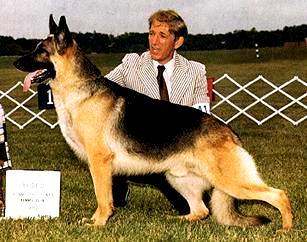 256 German Shepherd Dog History - Garrett I followed the pillars of yesterday. There are more to come before it all sorts out.