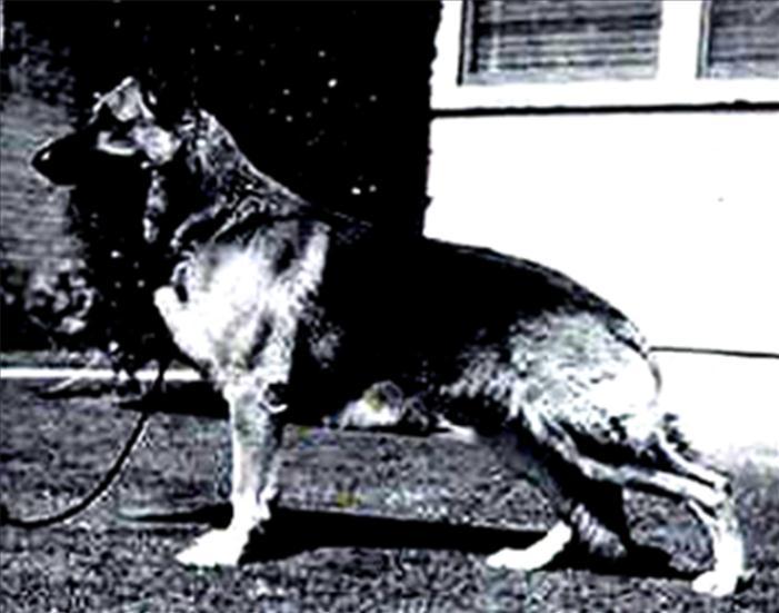 257 German Shepherd Dog History - Garrett 22 THE WEST COAST PROGRESSION Ch Yoncalla's Mr.