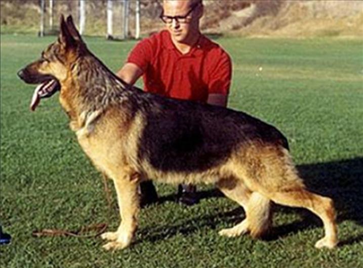 A kennel called Yoncalla put their Bernd line together with their American breeding that could be followed back to Ch Marlo von Hoheluft and beyond, some lines through Long Worth.