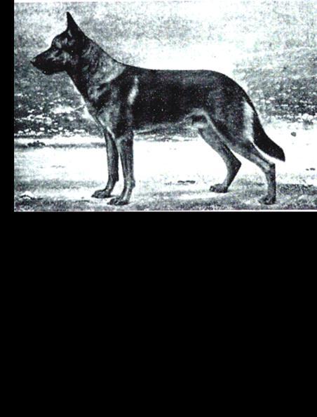 26 German Shepherd Dog History - Garrett In spite of the fact that Arno was Sieger, his progeny list was only 576, far short of the number produced by his half-brother, Jung Tell, and Jung Tell was