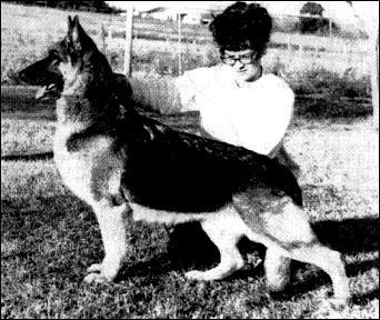 260 German Shepherd Dog History - Garrett was some disconnection between Kovoya and Covy Tucker Hill that separated them.