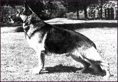 262 German Shepherd Dog History - Garrett When they bred GV Ch Rosemary who is a full sister to Zinfandel shown in the above pedigree, to Sirocco they got another fine stud dog, Ch Mazarati of Tucker