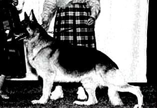 263 German Shepherd Dog History - Garrett Ch Covy s Mazarati of Tucker Hill.