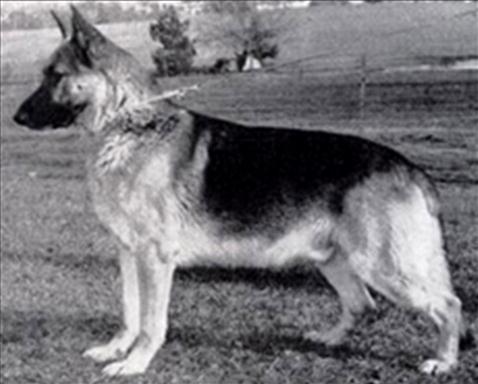 264 German Shepherd Dog History - Garrett California to British Columbia.