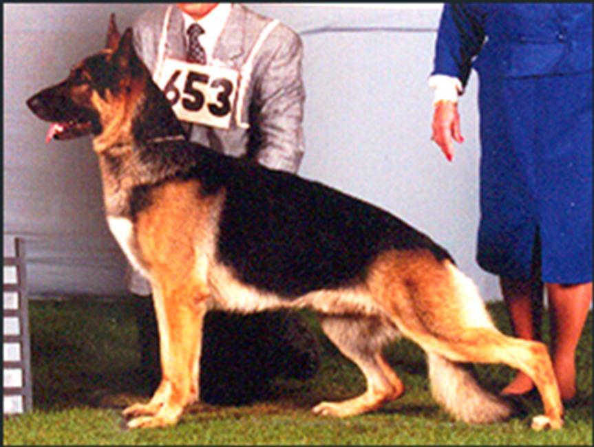 A kennel called Wencinschell combined 3 times Harrigan inbreeding with Ch Doppelt - Tay's Hawkeye who I will get back to, with the basic von Nassau breeding going back to the Long Worth, Seahurst