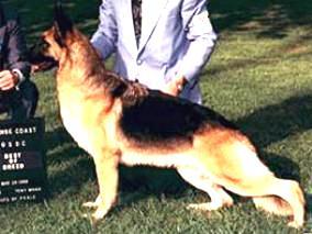 265 German Shepherd Dog History - Garrett Show in an All Breed show then saw the same dog defeat itself in the National Specialty a short time later.