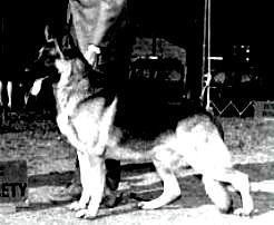 267 German Shepherd Dog History - Garrett Fred Migliore s Eko Lan Kennel got its start from using Genghis with his Lance and other Axel offspring. Left is Ch Eko Lan s Morgan.