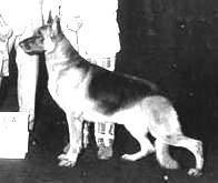 269 German Shepherd Dog History - Garrett We see a shift where the OFA certification becomes more important than