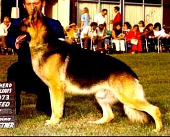 All this became an open book when The German Shepherd Dog Club of America started to publish the findings of the OFA.