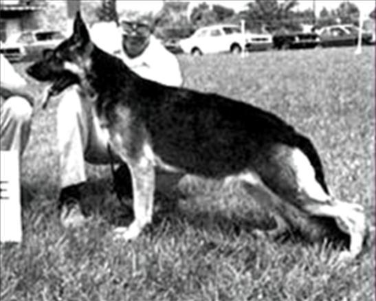 271 German Shepherd Dog History - Garrett The pedigree of H litter.
