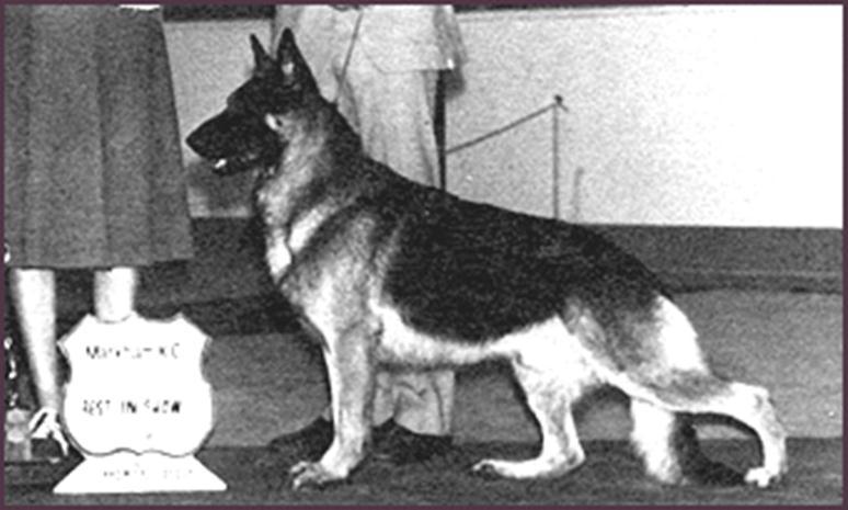 272 German Shepherd Dog History - Garrett Ch Covy Tucker Hill s Manhattan, Multi Best in Show winner including Westminster. Was he giving the wrong message, short upper arm and cut-off croup?