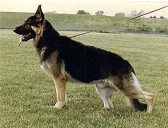 The Grand Victor titles almost became a habit with Dave Renke of Langenau, but another Langenau dog became more famous when Dave bred L'Erin to Ch Hoheneichen's Magnum who also went back to Hammer
