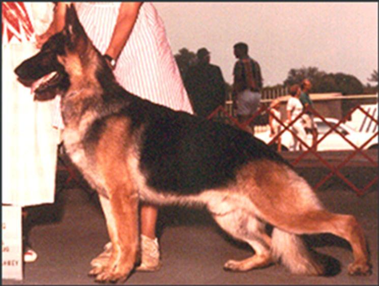275 German Shepherd Dog History - Garrett Grand Victor Hoheneichen's Conan's Survival Conan was controversial but fit well into the fashion of the day, extreme in rear, but excellent front;