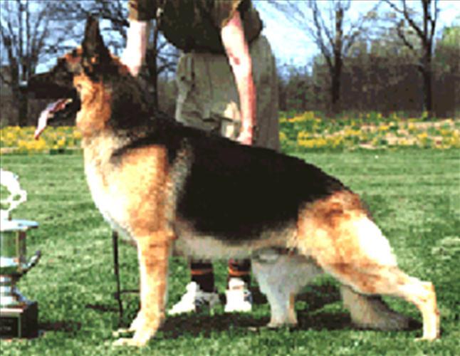 277 German Shepherd Dog History - Garrett Aside from this the person selecting Crunch, as Grand Victor was Ernst Loeb, whom I believe was one of the few who had his finger on the pulse of where the