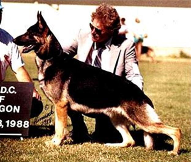278 German Shepherd Dog History - Garrett Ch Nike Clayfield's Andriotti, Select Here is an indication of where the fashion was going by shortening the upper arm and cutting off the croup.