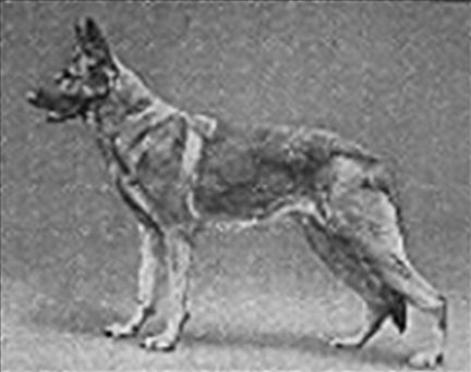 28 German Shepherd Dog History - Garrett Notice that in the Herkulspark pedigree, they have taken the Jung Tell line and bred to a double Hettal.