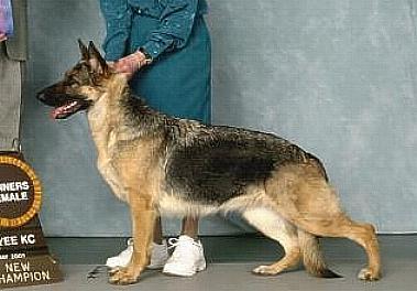 281 German Shepherd Dog History - Garrett Their breeding also has tied in with that of the Browns, Hawkeye, and Covy Tucker Hill.