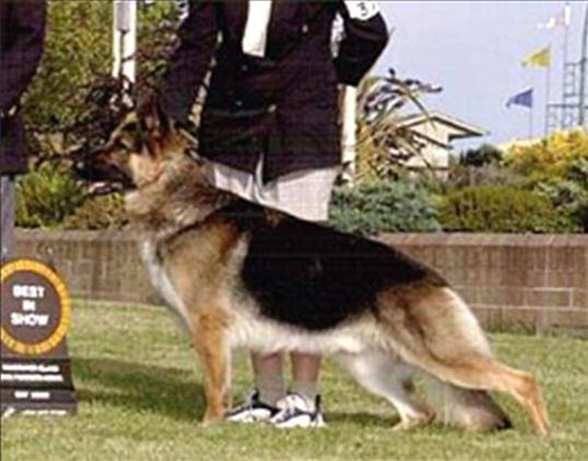 They continue to show a moderated version, less extreme, and are favourites of the all breed judges. They have improved so dramatically the quality of German Shepherds in Canada.