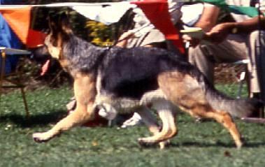 283 German Shepherd Dog History - Garrett I don t know who most of these dogs are or who owns them; it doesn t matter. 1.