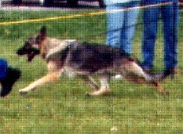 284 German Shepherd Dog History - Garrett 5. Eros daughter. The hind leg is almost completely straightened.