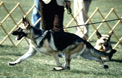 285 German Shepherd Dog History - Garrett 9. It looks great but illustrates perfect coordination; could be one instant before final drive to straighten hind leg.