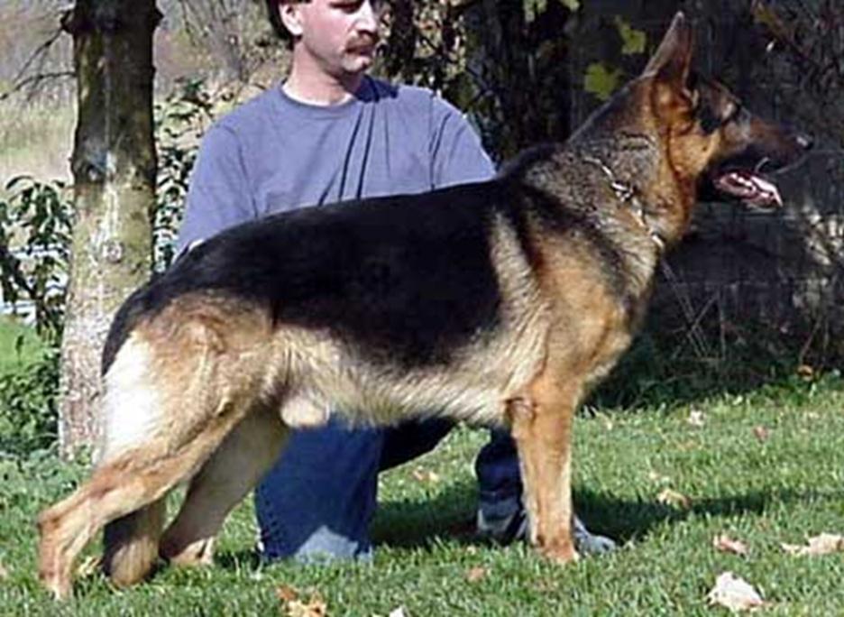 FH is the tracking degrees and he has won in Holland and Germany and in 1999 was first in FH tracking for North America. He was owned by Schafer Lake Kennel of Lawrence Michigan.