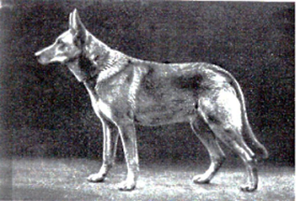 29 German Shepherd Dog History - Garrett 4 THE HORST VON BOLL LINE The pictures of Horst von Boll PH show him as a substantial dog with deep body and strong back.