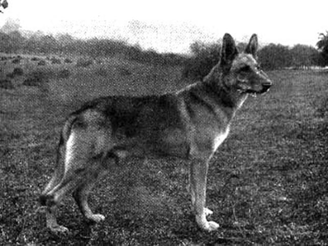 30 German Shepherd Dog History - Garrett blood" went. But our concern is the big yellow dog, Horst von Boll PH, the most controversial dog of his day, maybe in German Shepherd history.