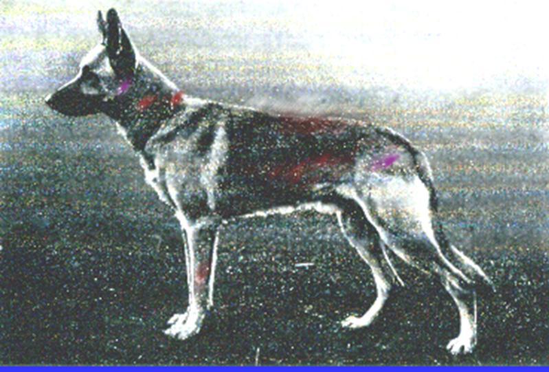 36 German Shepherd Dog History - Garrett Junker von Nassau PH This dog and 1921 Sieger Harras vd Jüch PH were the most influential of Nores progeny.