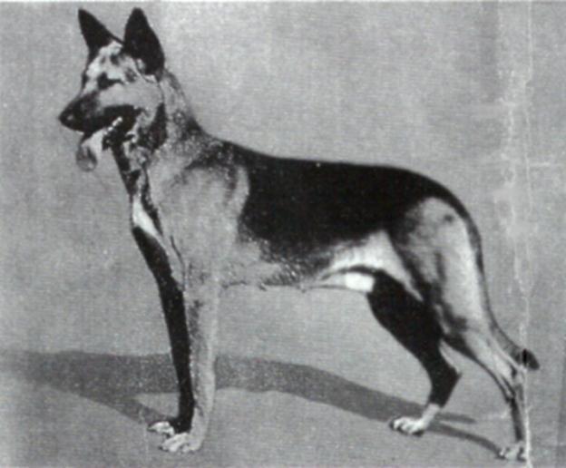 38 German Shepherd Dog History - Garrett Harras vd Jüch is a dog with an interesting story. His breeding was much different from the Siegers before him and for that matter the ones after.