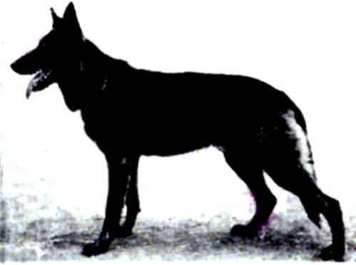 39 German Shepherd Dog History - Garrett breeders, that he put down many years before for losing sight of the working dog.