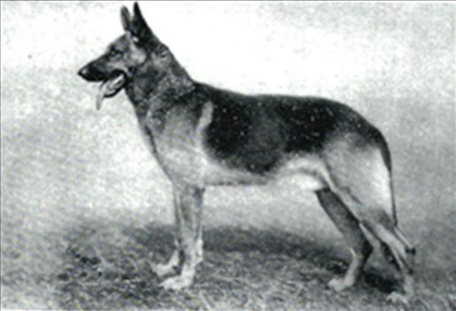 41 German Shepherd Dog History - Garrett 5 FLORA BERKEMEYER Flora Berkemeyer was born around 1910.