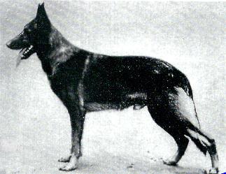 43 German Shepherd Dog History - Garrett Arno showed up later as a descendent of Armin von Riedeckenburg; used often in German breeding.